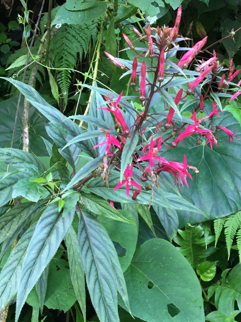 Lobelia tatea photo 7