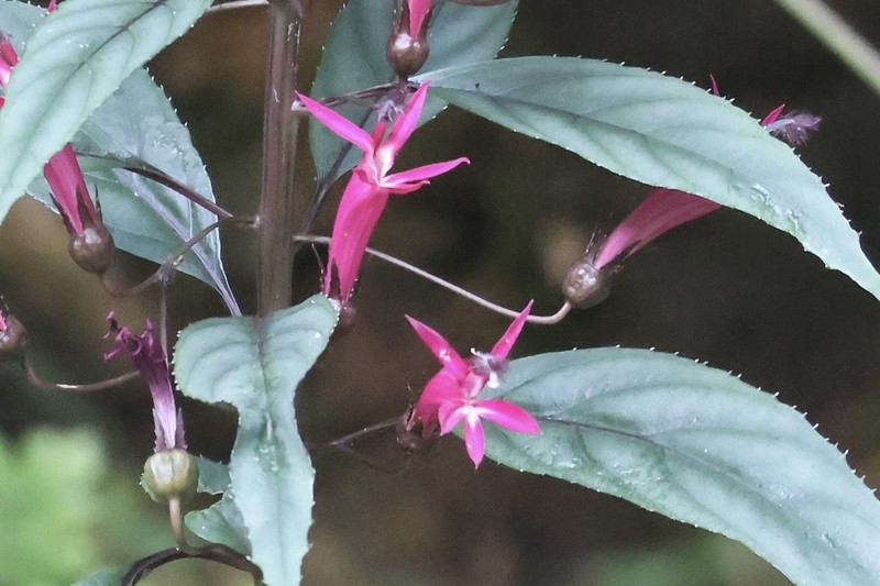 Lobelia tatea photo 8