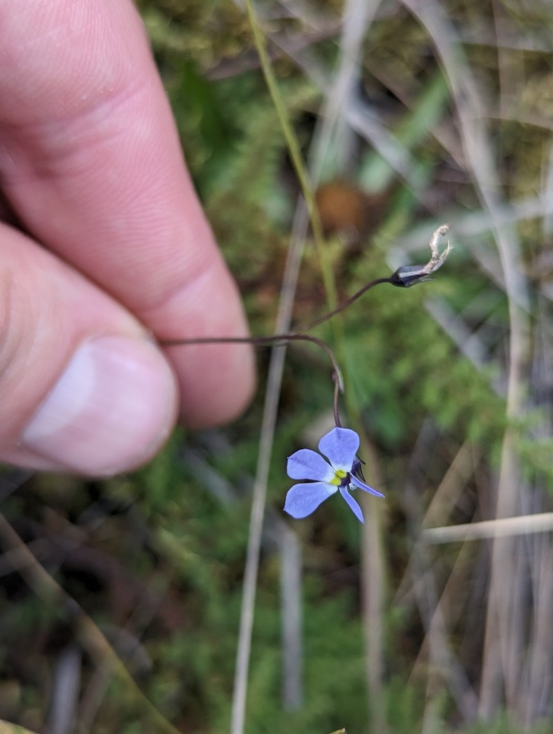 Lobelia tenera photo 2
