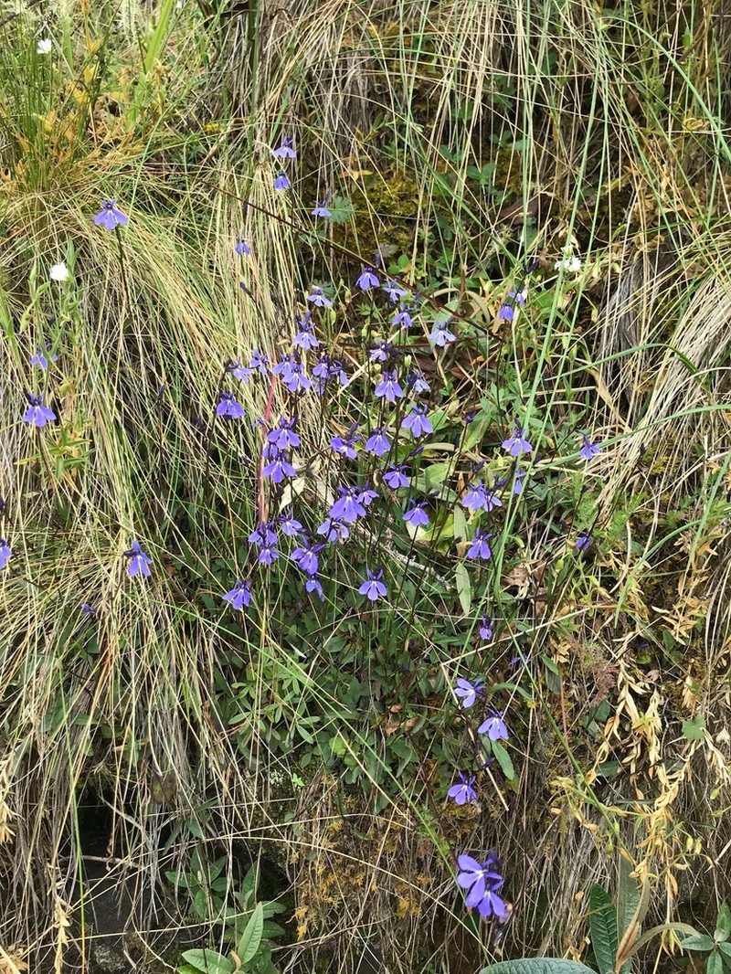 Lobelia tenera photo 3
