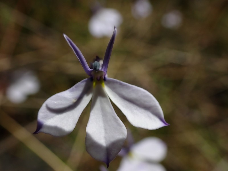 Lobelia tenera photo 4