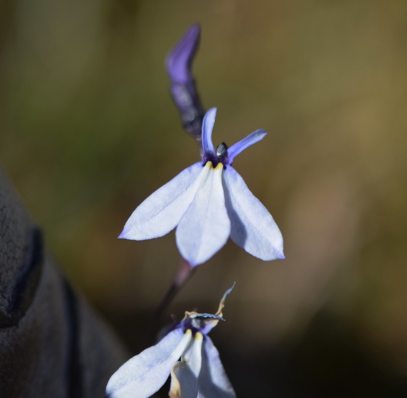 Lobelia tenera photo 5