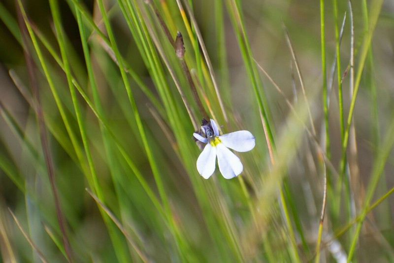 Lobelia tenera photo 6