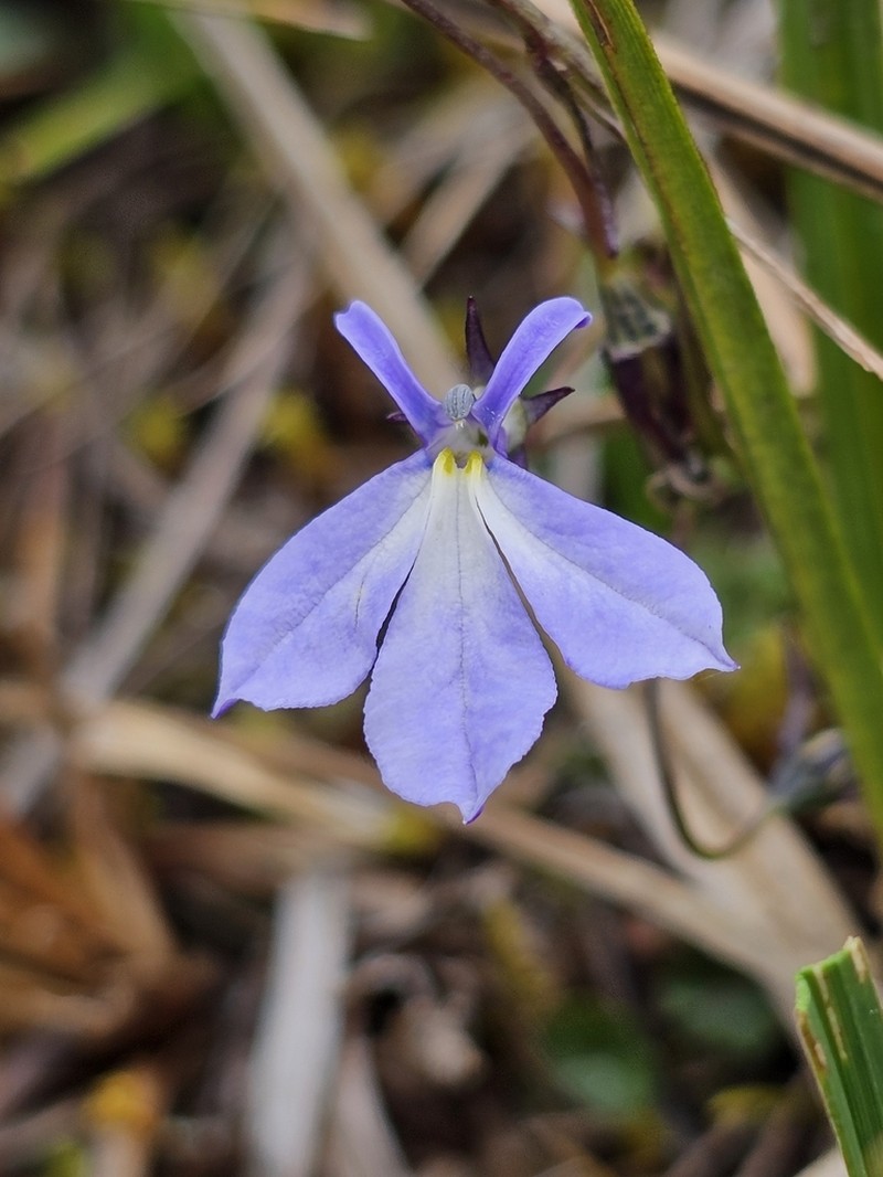 Lobelia tenera photo 7