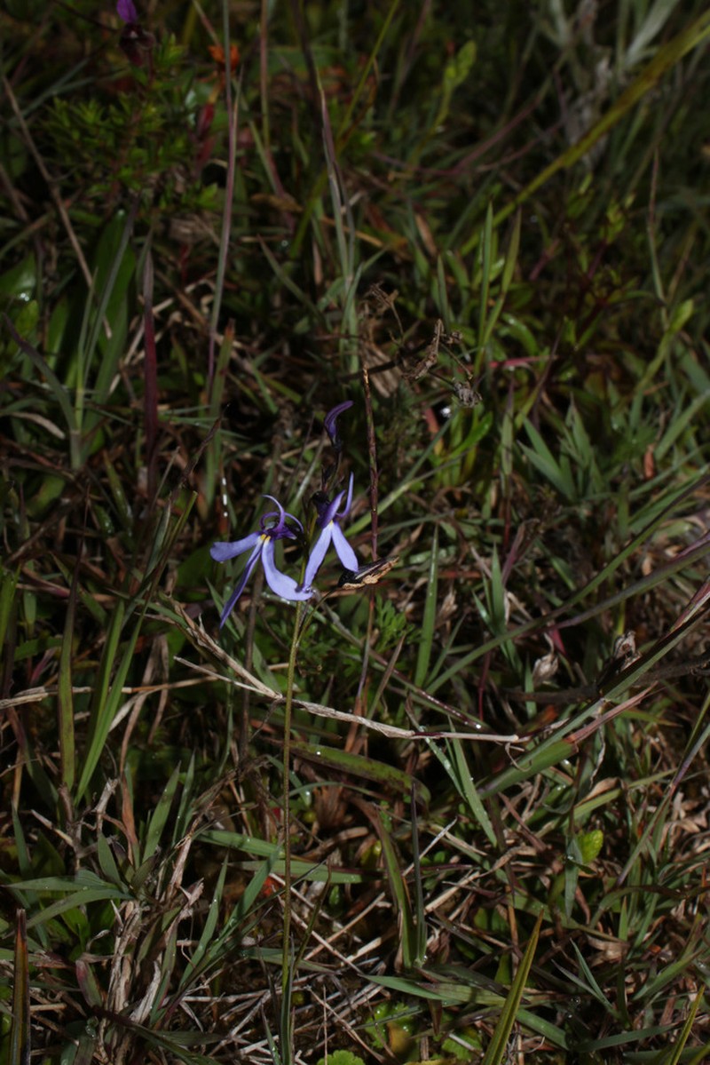 Lobelia tenera photo 8
