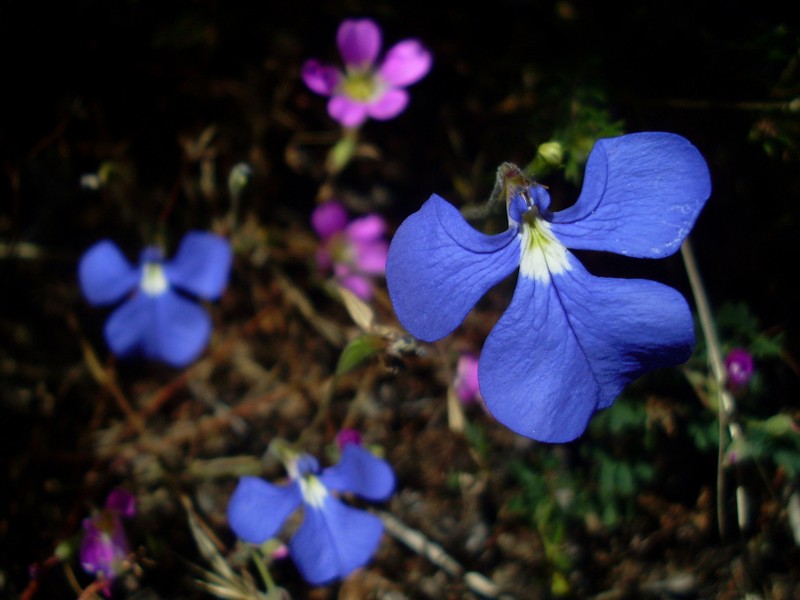 Lobelia tenuior