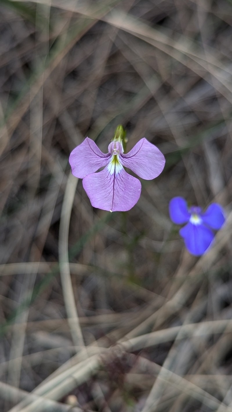 Lobelia tenuior photo 2