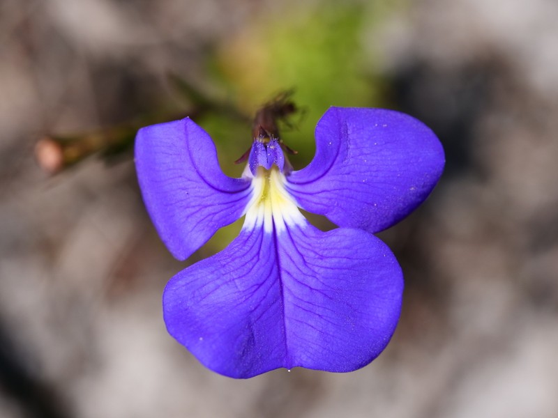 Lobelia tenuior photo 3