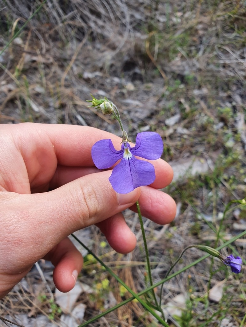 Lobelia tenuior photo 4