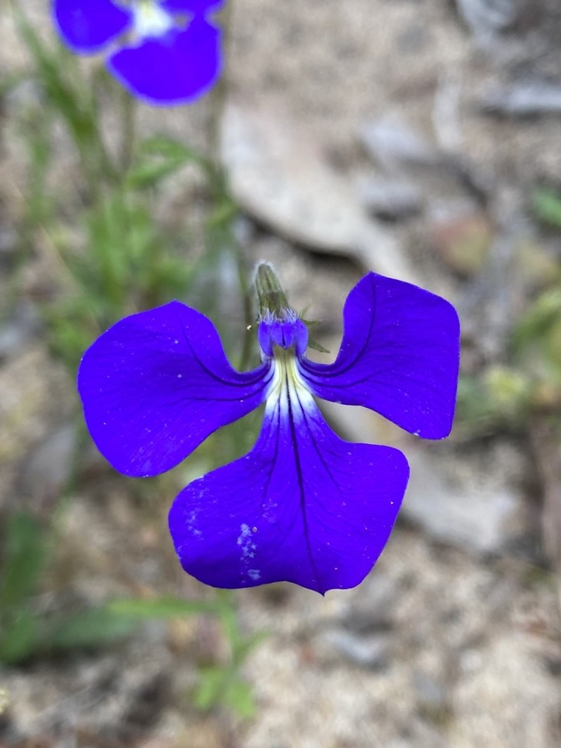 Lobelia tenuior photo 5