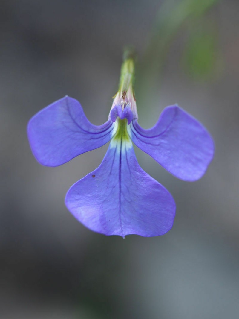 Lobelia tenuior photo 6