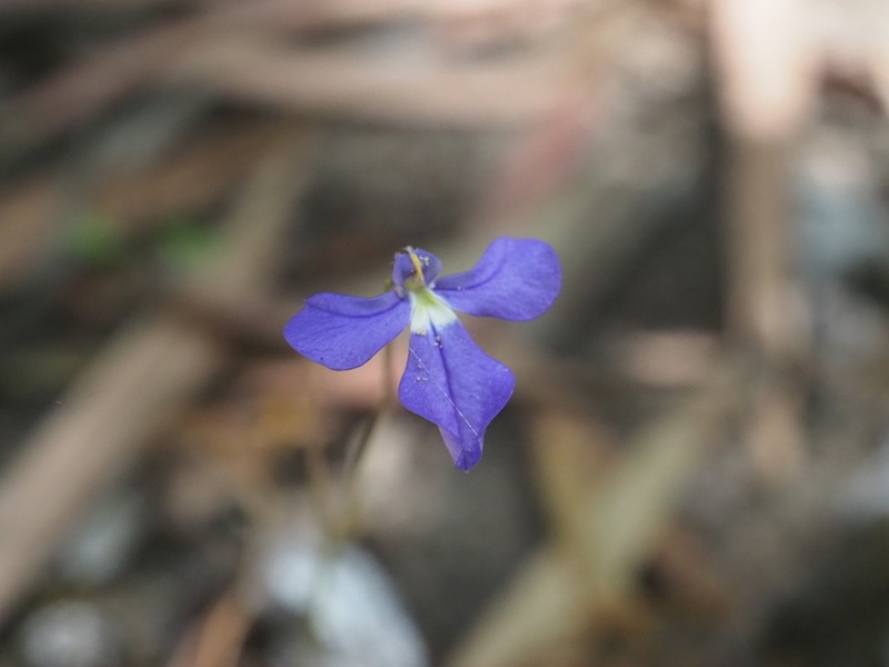 Lobelia tenuior photo 7