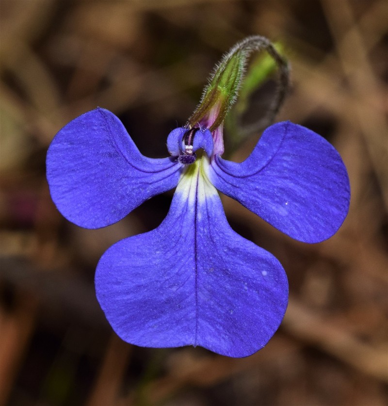 Lobelia tenuior subsp. tenuior