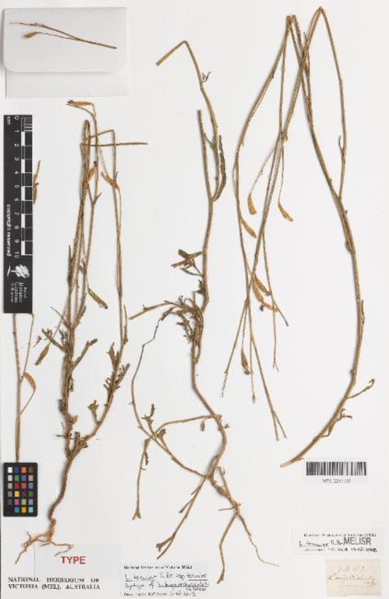Lobelia tenuior subsp. tenuior photo 2