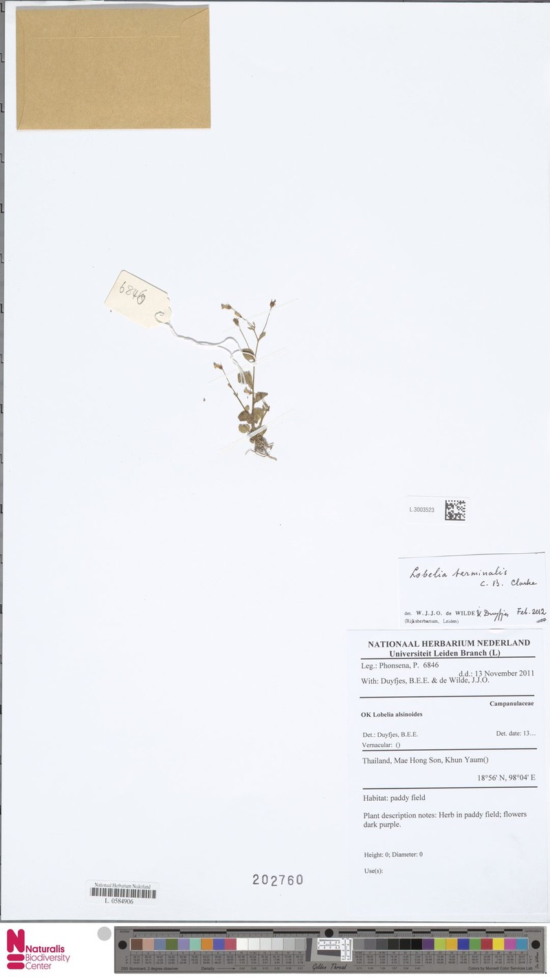 Lobelia terminalis