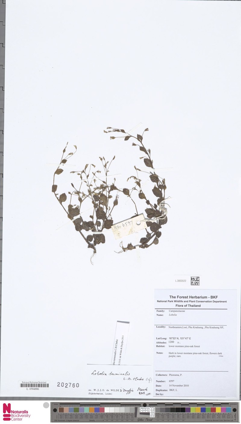 Lobelia terminalis photo 3