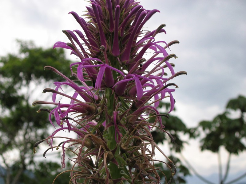 Lobelia thapsoidea