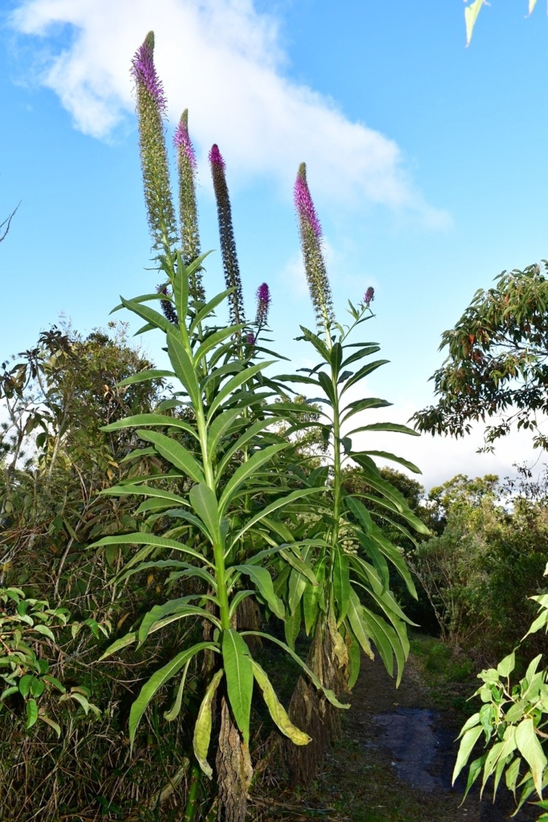 Lobelia thapsoidea photo 3