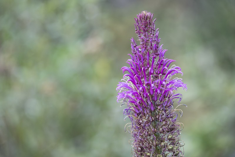 Lobelia thapsoidea photo 4