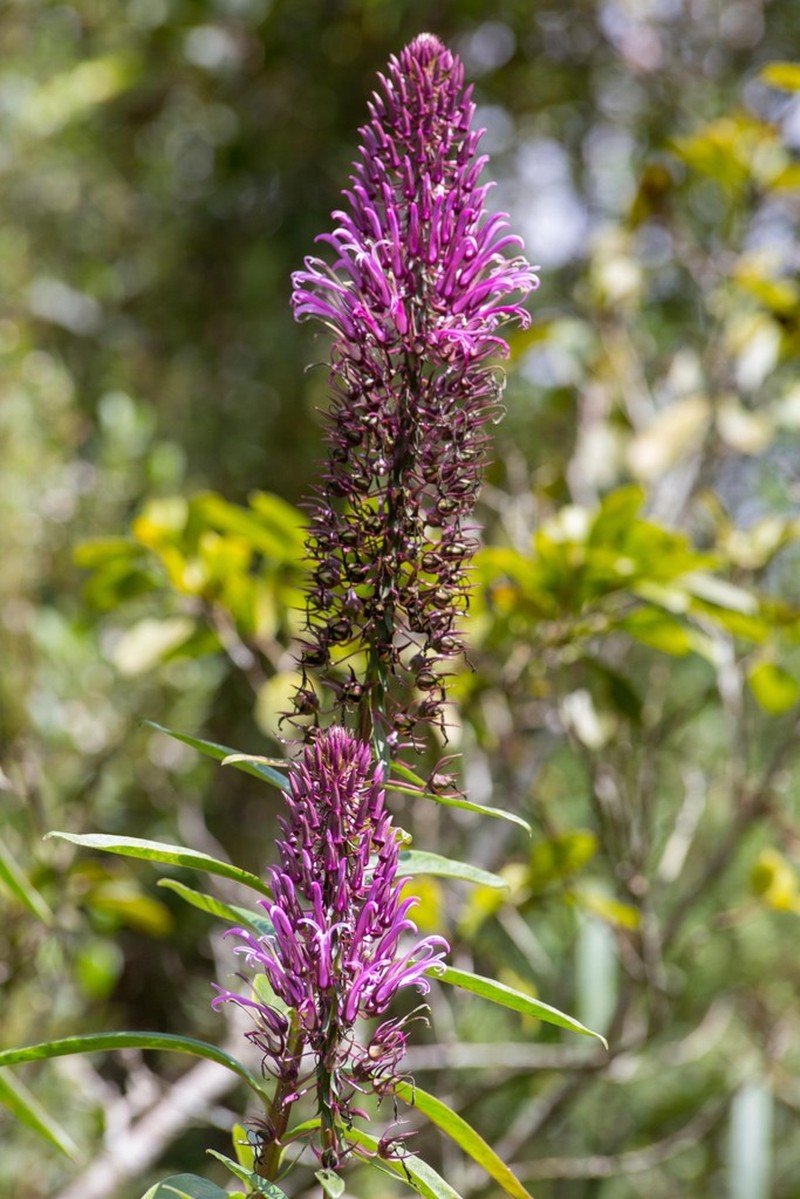 Lobelia thapsoidea photo 6