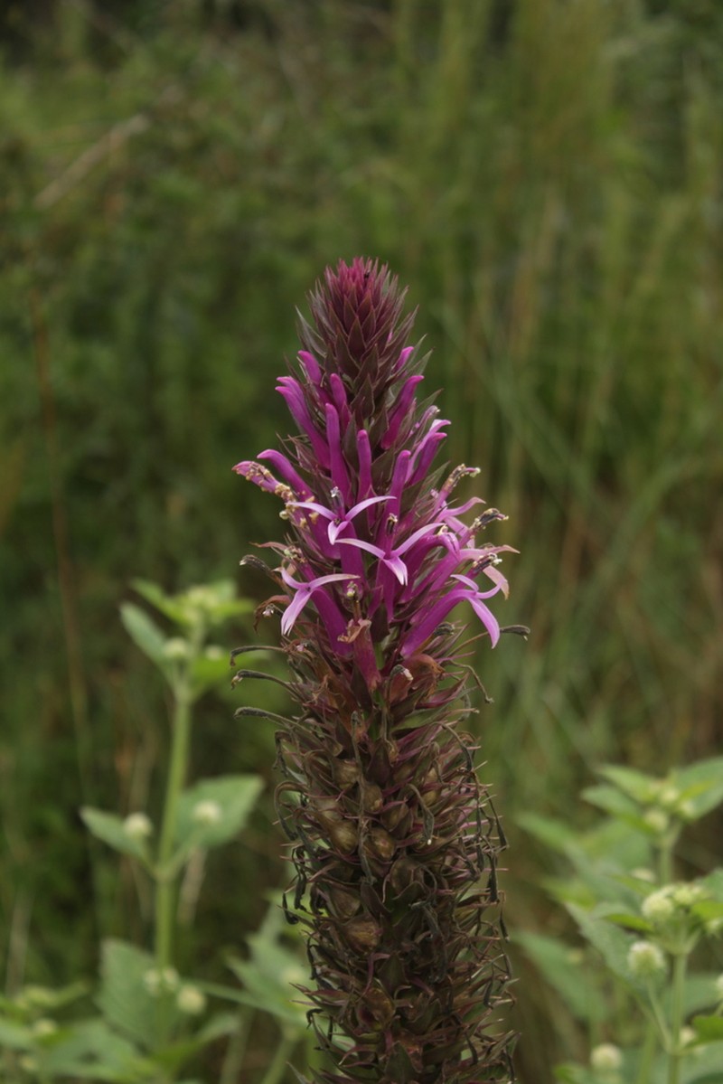 Lobelia thapsoidea photo 7