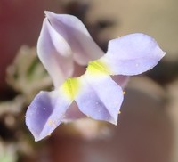 Lobelia thermalis