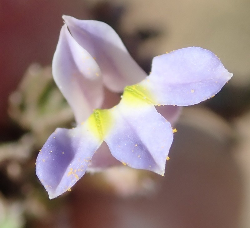 Lobelia thermalis
