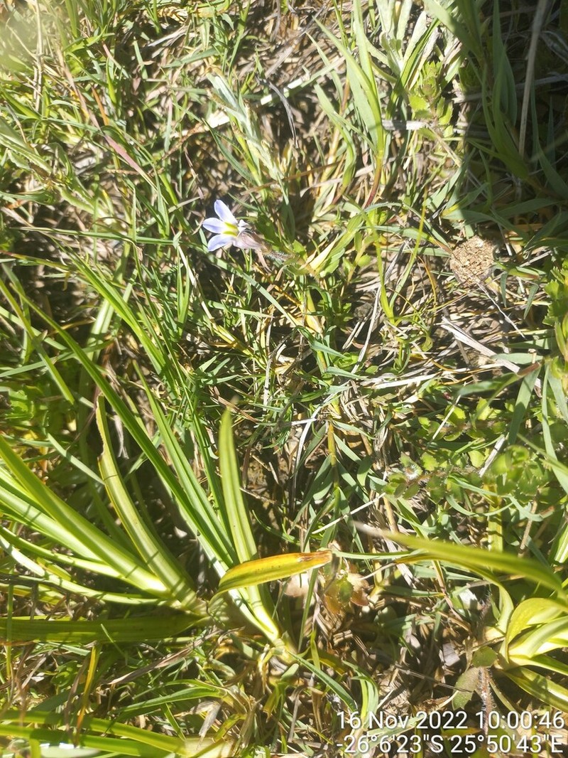 Lobelia thermalis photo 2