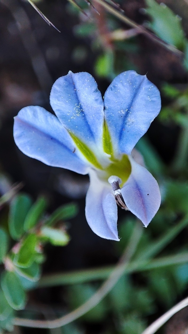 Lobelia thermalis photo 3