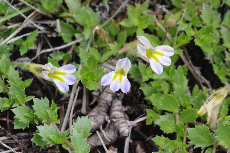 Lobelia thermalis photo 4