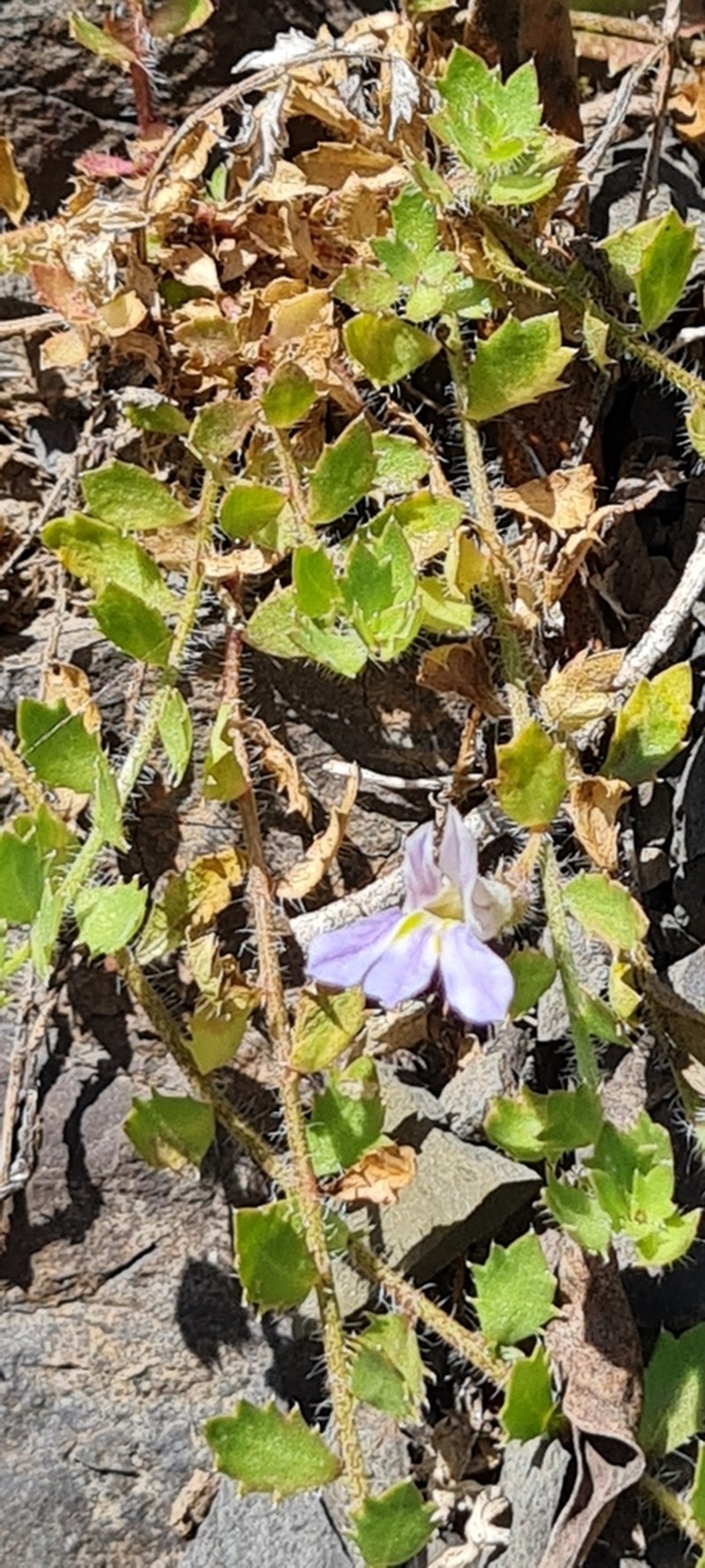Lobelia thermalis photo 5