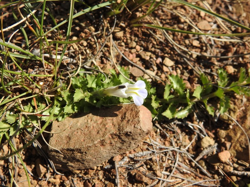 Lobelia thermalis photo 6