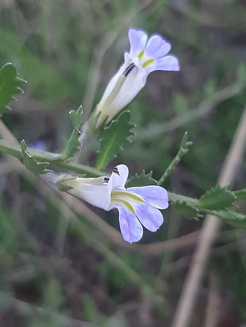 Lobelia thermalis photo 7