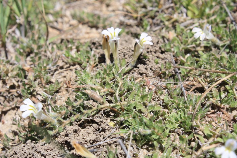 Lobelia thermalis photo 8