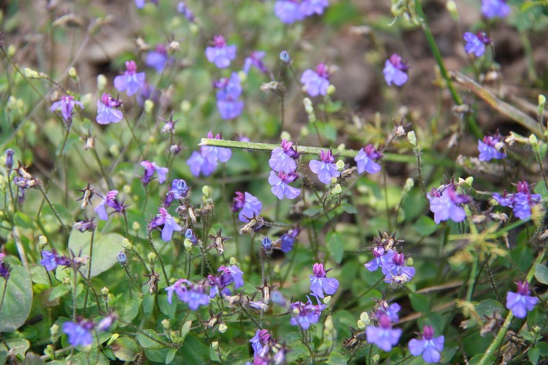Lobelia thorelii