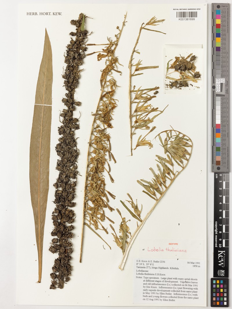 Lobelia thuliniana