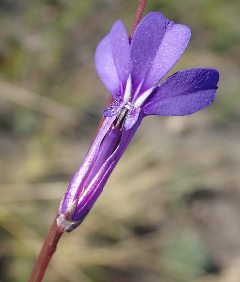 Lobelia tomentosa