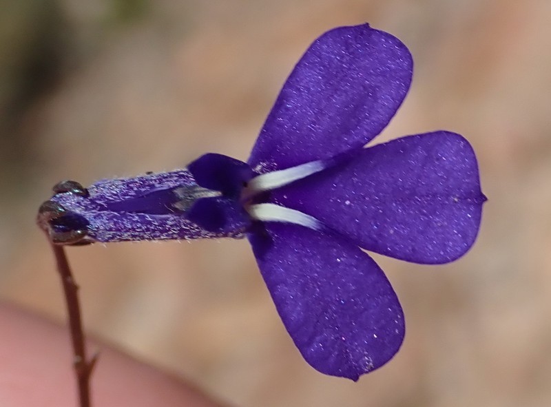 Lobelia tomentosa photo 2