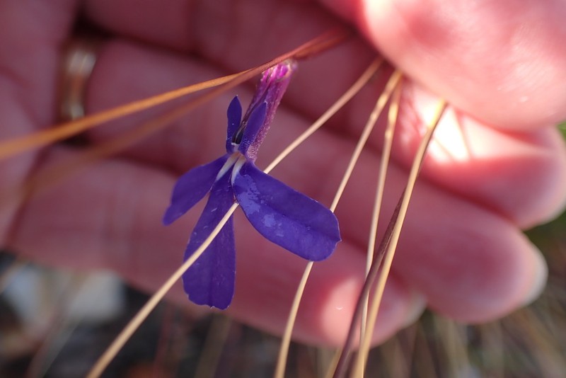 Lobelia tomentosa photo 3