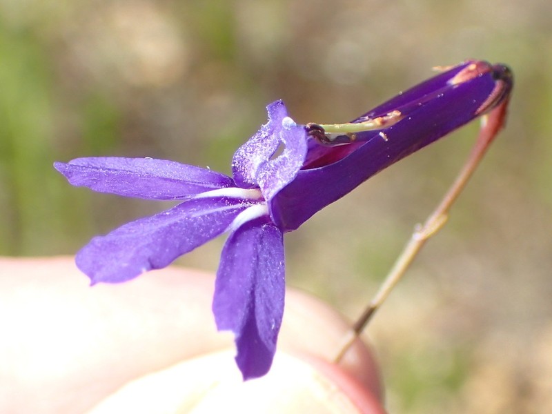 Lobelia tomentosa photo 4