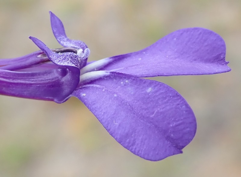 Lobelia tomentosa photo 5