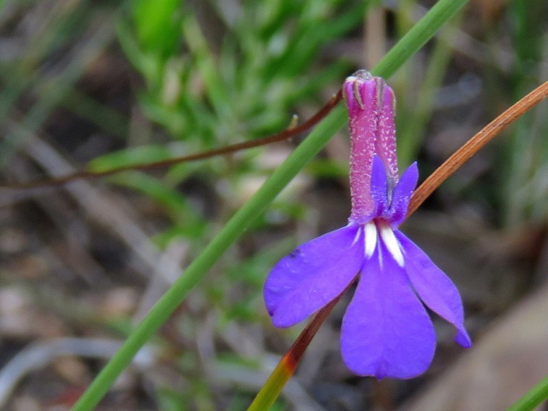 Lobelia tomentosa photo 6