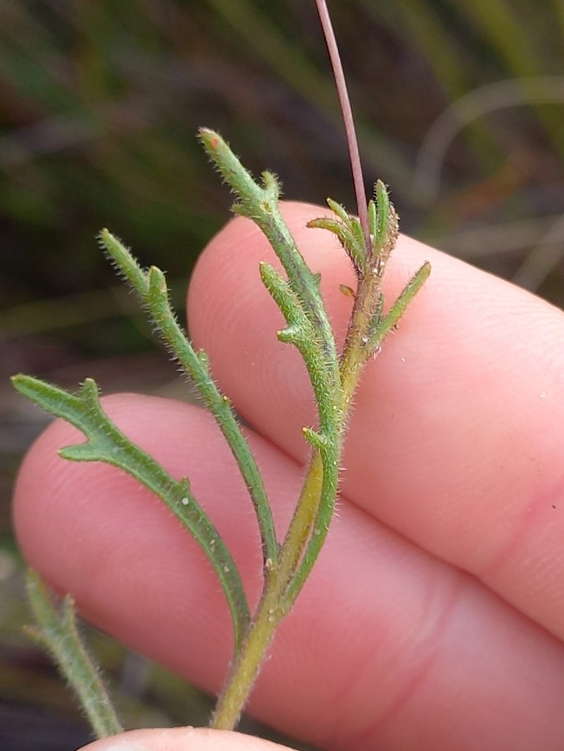 Lobelia tomentosa photo 7