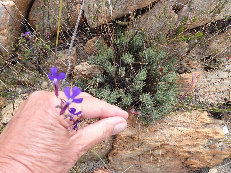 Lobelia tomentosa photo 8
