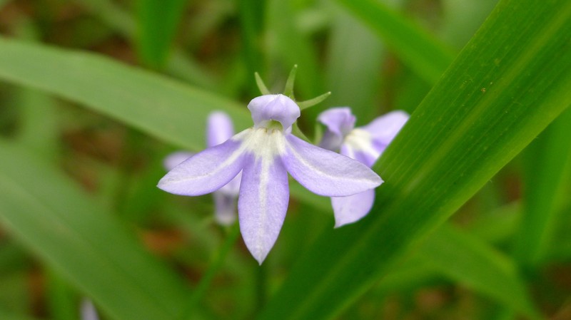 Lobelia trigonocaulis