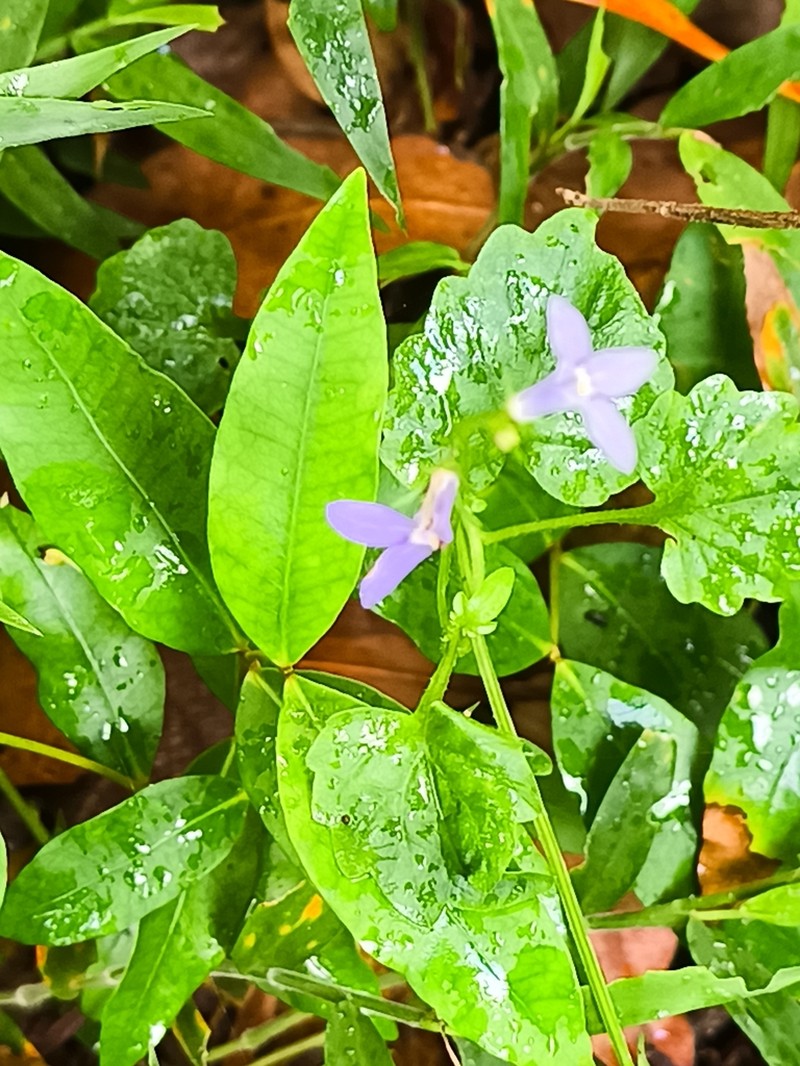 Lobelia trigonocaulis photo 2