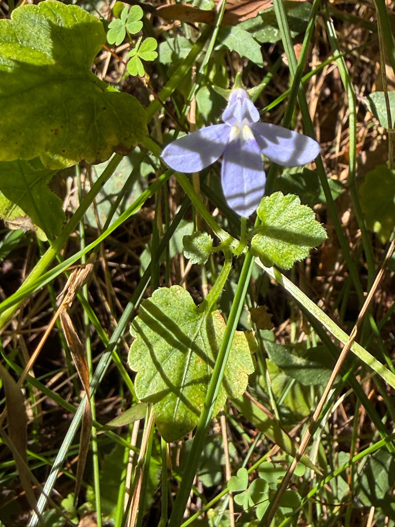 Lobelia trigonocaulis photo 3