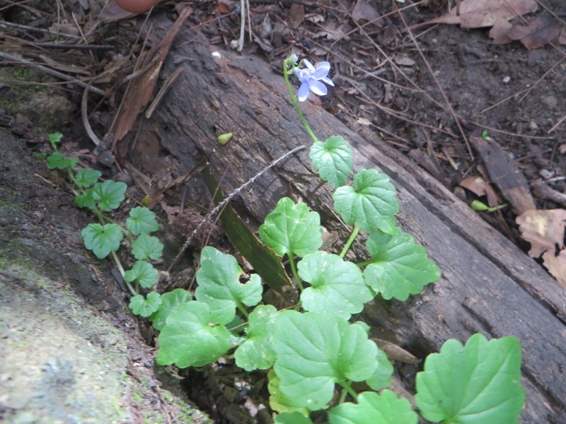 Lobelia trigonocaulis photo 4