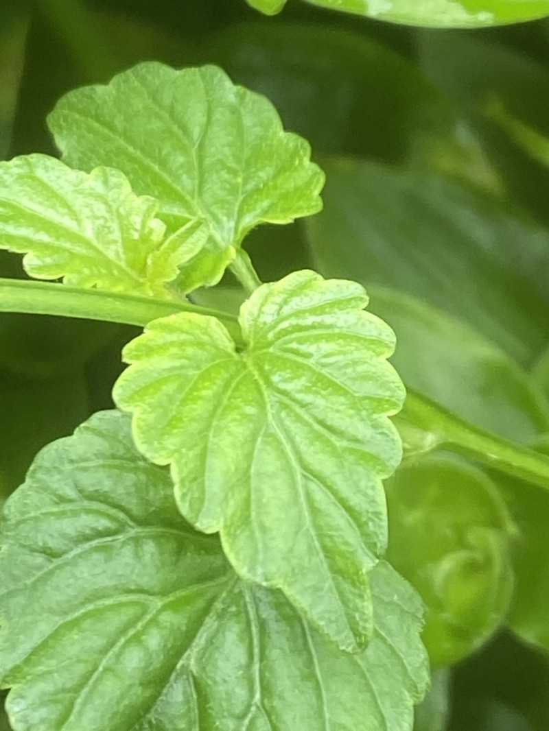 Lobelia trigonocaulis photo 5