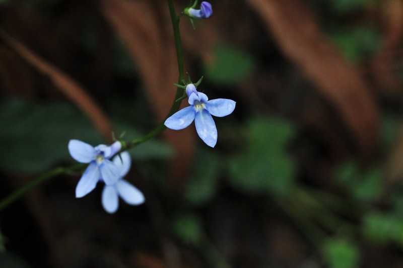 Lobelia trigonocaulis photo 6